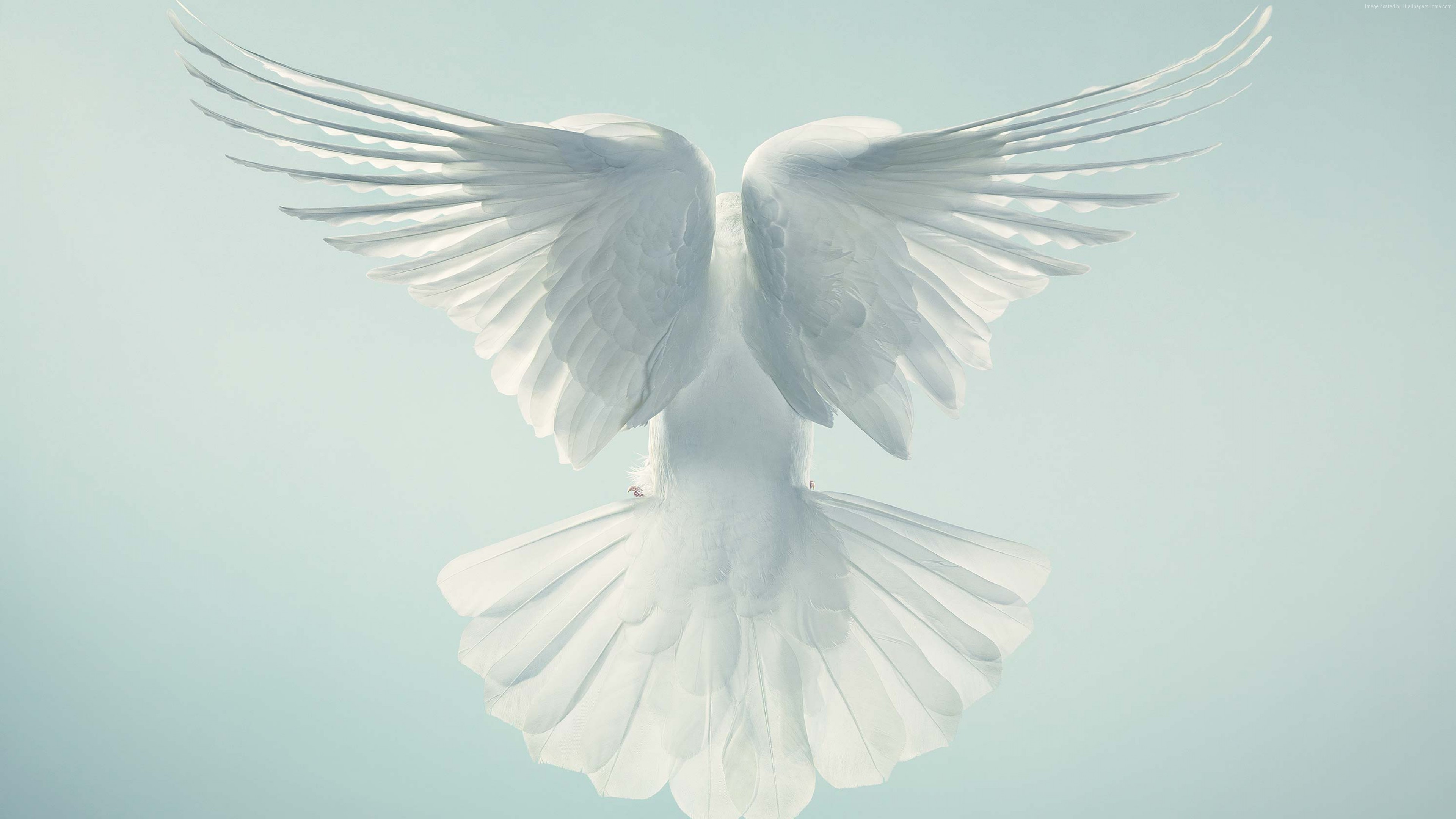 Wallpaper Dove, pigeon, flight, sky, Animals